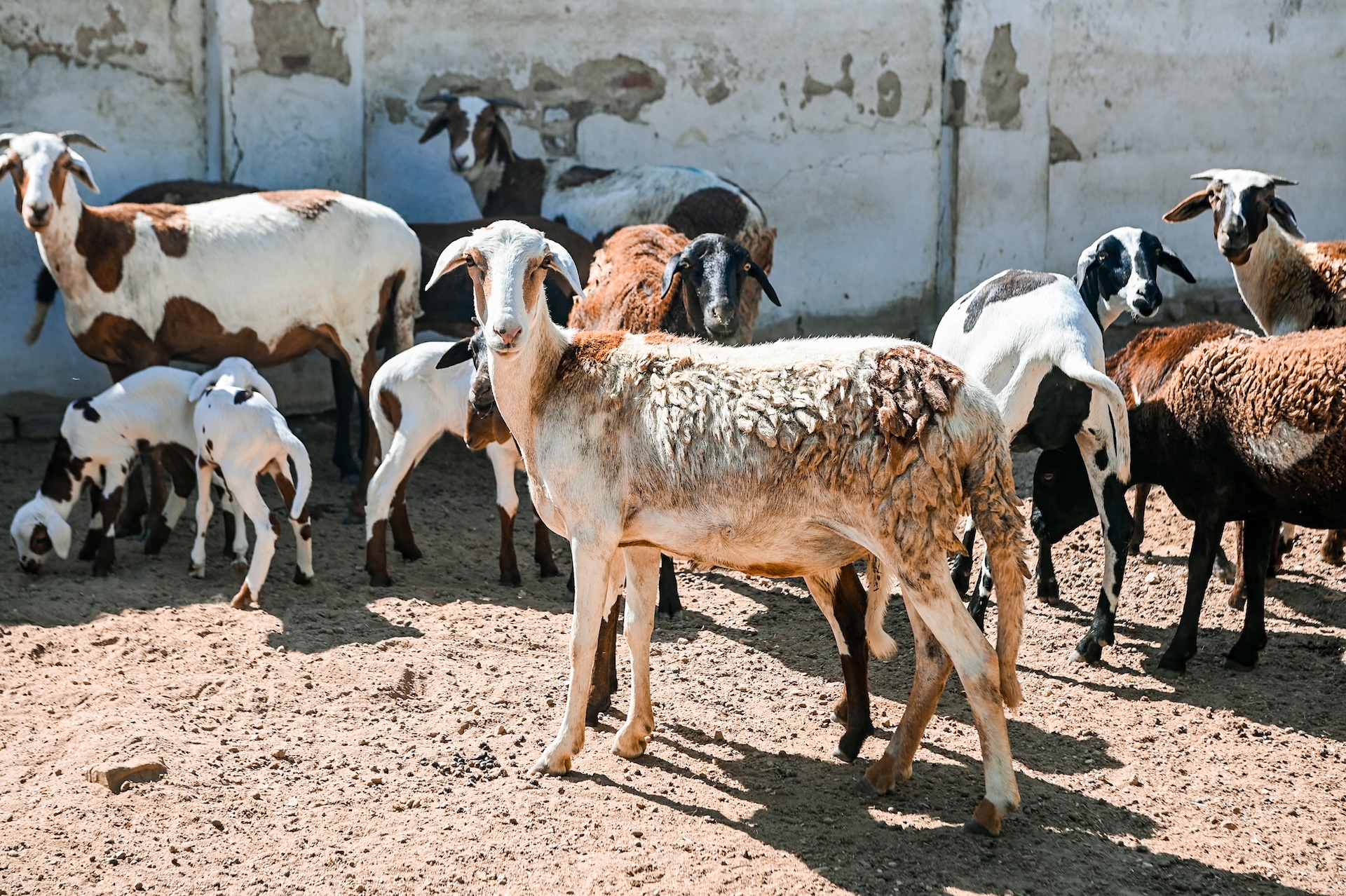 A carne Dâmara e o renascimento da ovinocultura