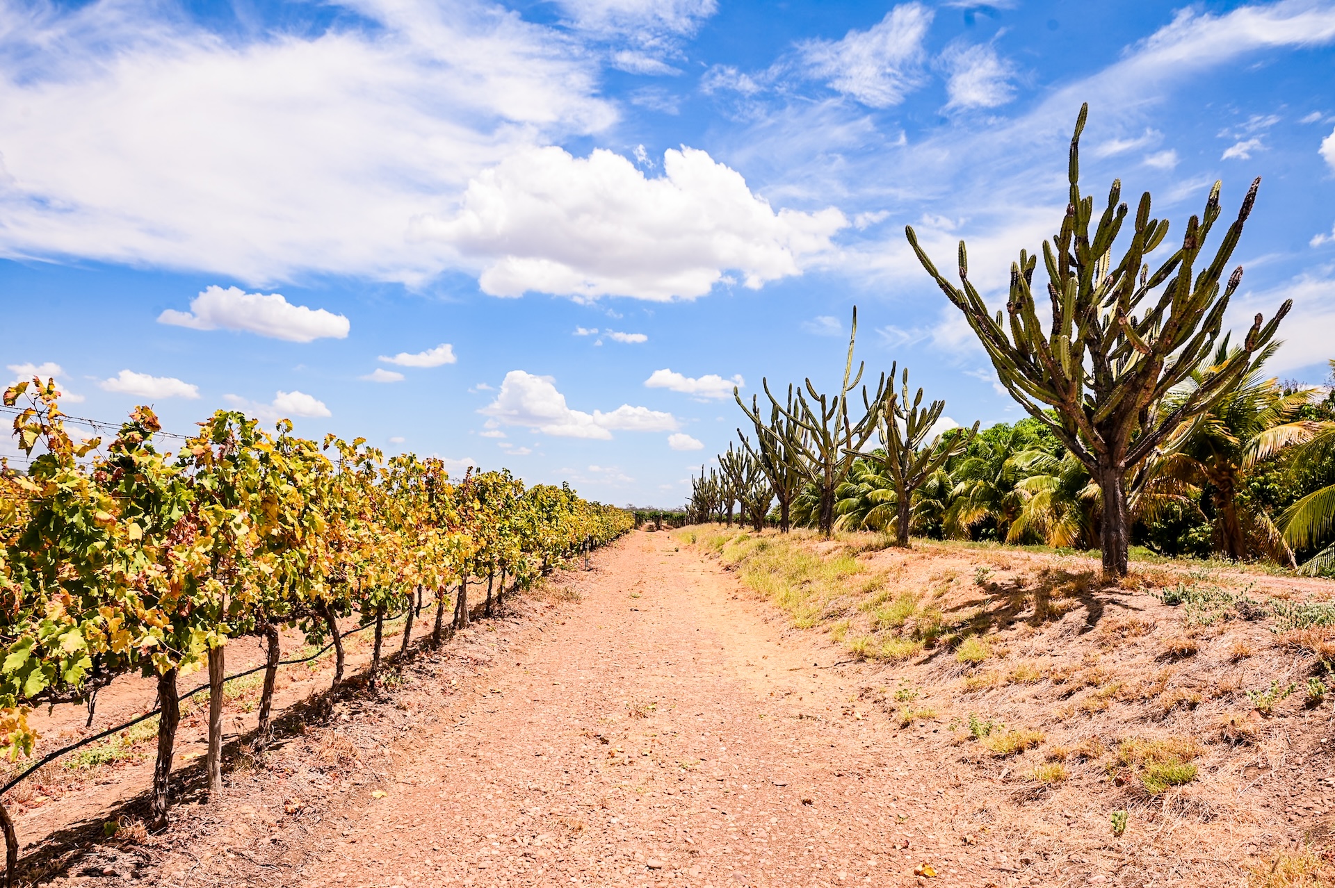 A revolução silenciosa do sertão